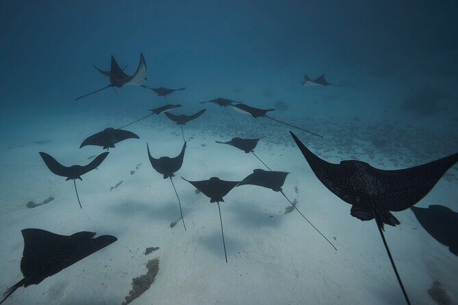 Lagoon Tour - Discover the magnificent lagoon of Moorea - End of Tour and Return