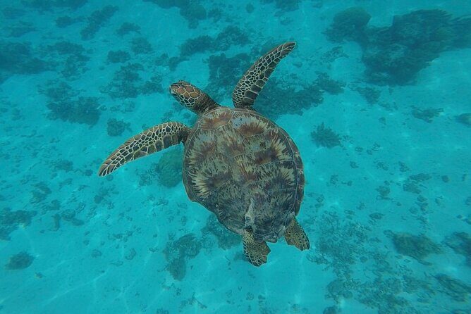 Lagoon Tour in Moorea in Small Group with Lunch - FAQ