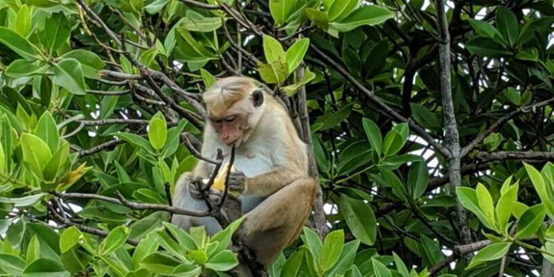 Lagoon Tour to Monkey Island in Negombo - An In-Depth Look at the Lagoon Tour to Monkey Island