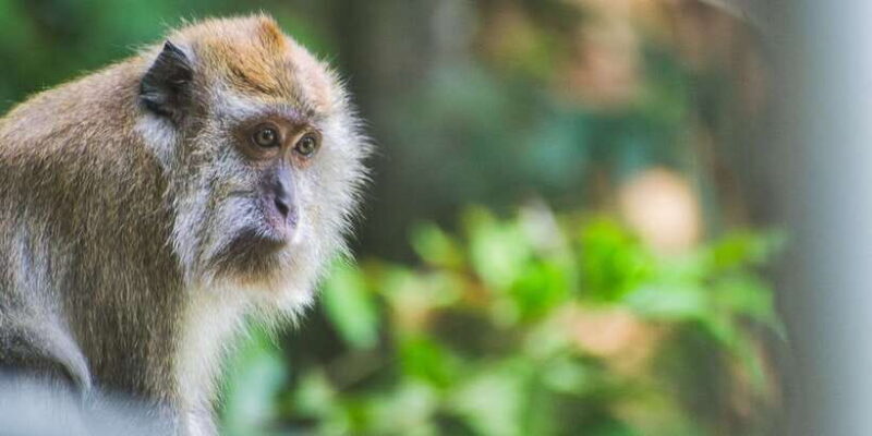 Lagoon Tour to Monkey Island in Negombo - Final Thoughts