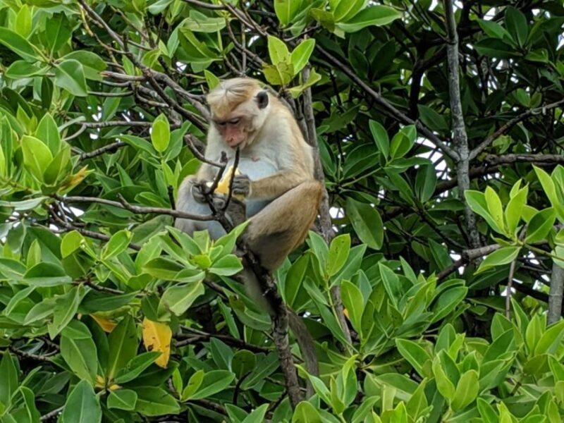 Lagoon Tour to Monkey Island in Negombo - FAQ