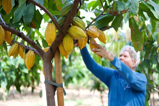 Lahaina: Maui Ku'ia Estate Guided Cacao Farm Tour and Tasting - An Introduction to Maui’s Sweet Side