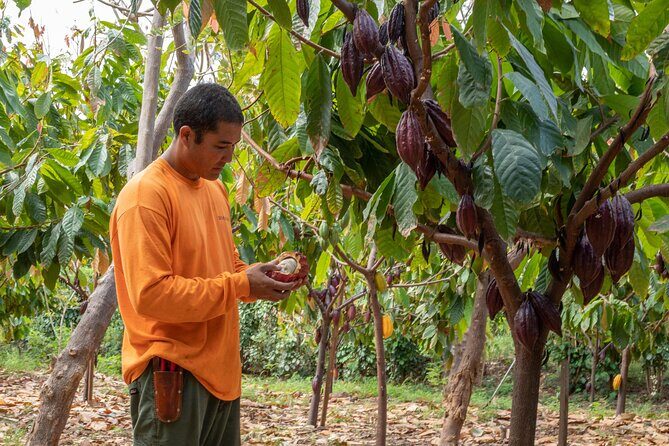Lahaina: Maui Ku'ia Estate Guided Cacao Farm Tour and Tasting - How the Experience Feels