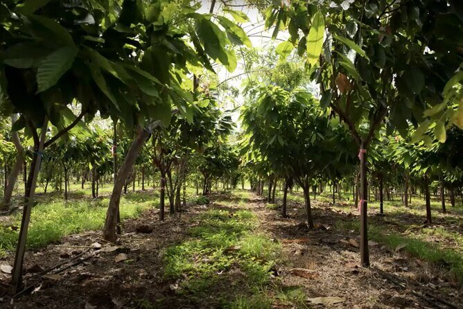 Lahaina: Maui Ku'ia Estate Guided Cacao Farm Tour and Tasting - FAQ