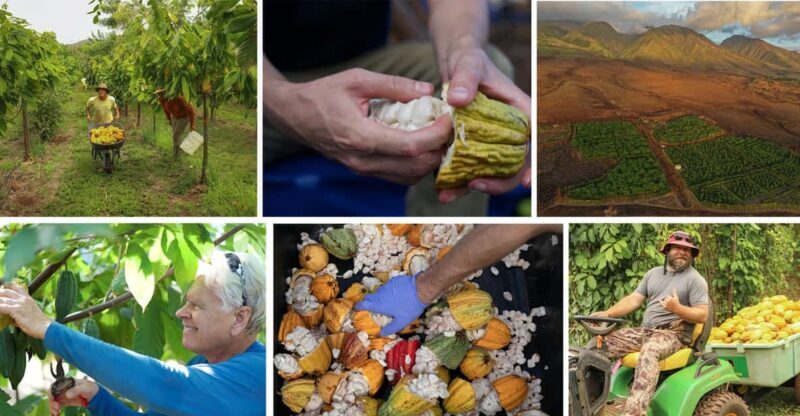 Lahaina: Maui Ku'ia Estate Guided Cacao Farm Tour & Tasting - What You Can Expect from the Tour