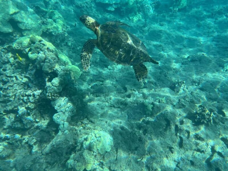 Lahaina: Olowalu Coral Reef Snorkeling Tour - An In-Depth Look at the Olowalu Coral Reef Snorkeling Tour