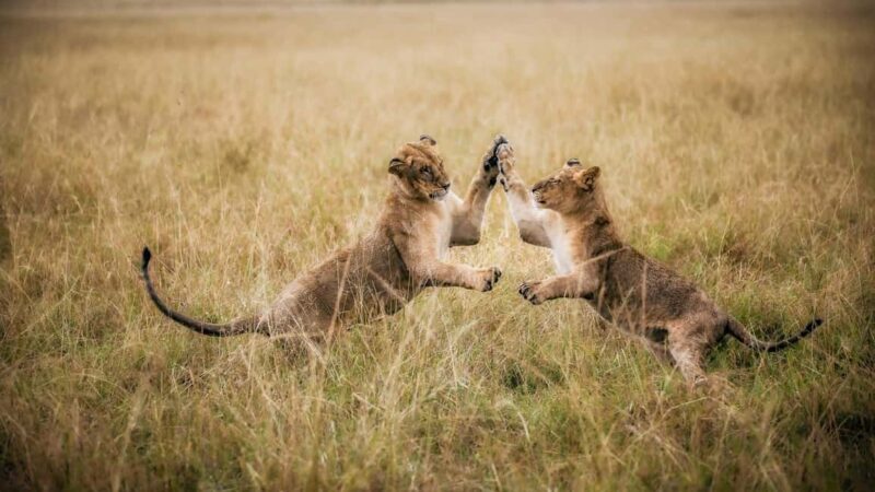 Laikipia: Loisaba Star Beds 2-Night Safari + Transfers - Who Will Love This Experience?