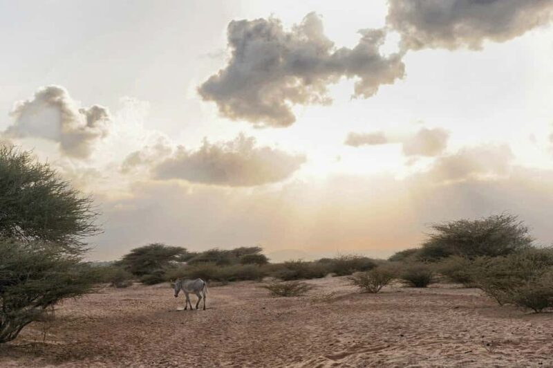 Lake Assal and Salt Flats: A Tour from Djibouti - Key Points