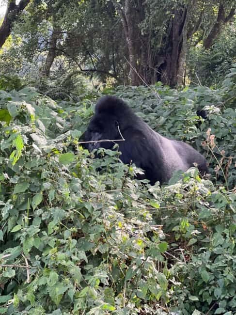 Lake Bunyonyi: Mgahinga Gorilla National Park Day Trip - Key Points