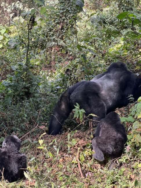 Lake Bunyonyi: Mgahinga Gorilla National Park Day Trip - An In-Depth Look at the Mgahinga Gorilla National Park Day Trip