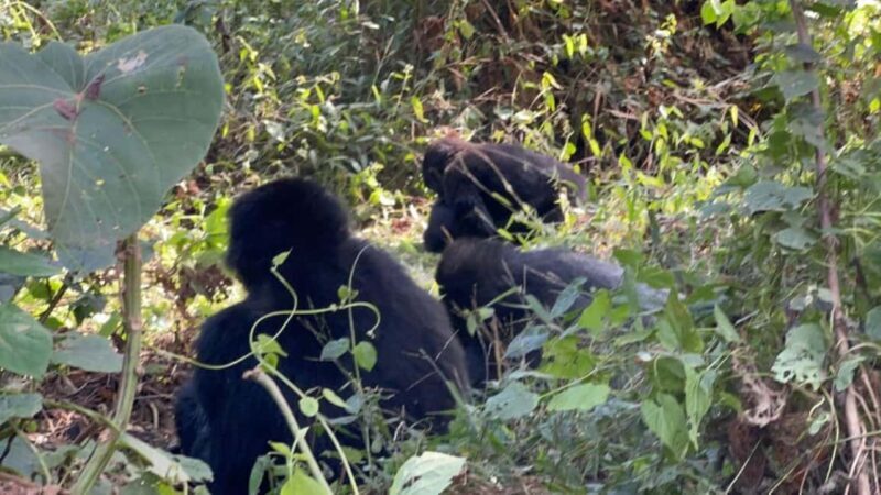 Lake Bunyonyi: Mgahinga Gorilla National Park Day Trip - Practical Tips for Your Trip