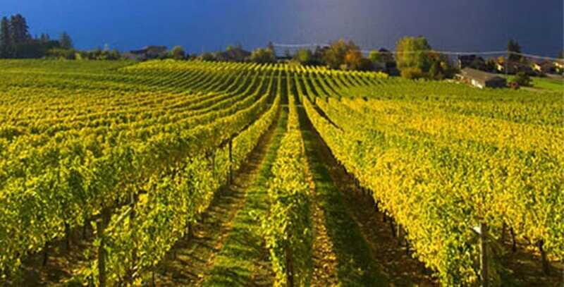 Lake Country: Full-Day Wine Tour with Tastings - Final Thoughts
