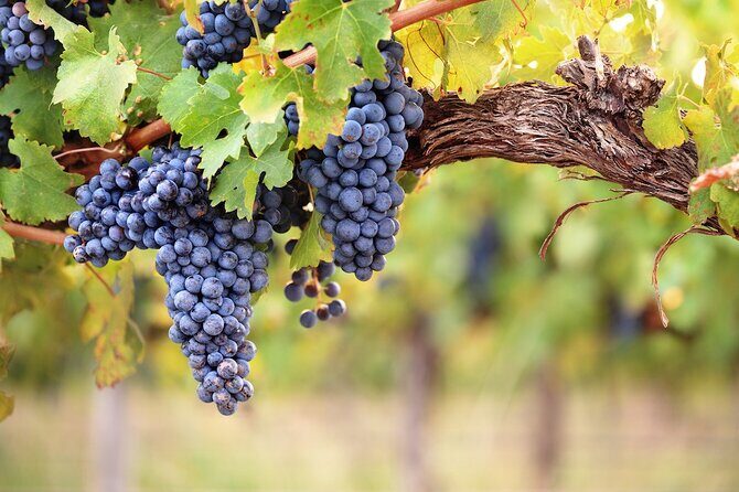 Lake Country Half Day Guided Wine Tour With 4 Wineries - Final Thoughts: Is It Worth It?