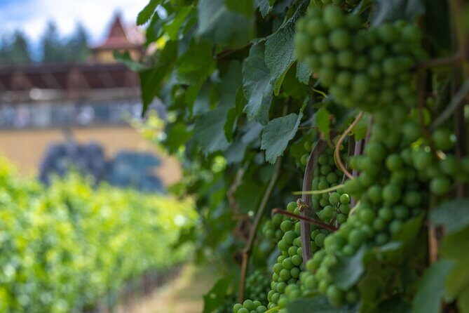 Lake Country Half Day Guided Wine Tour With 4 Wineries - FAQ