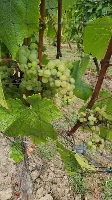 Lake Country Wine Tour (full day) - Key Points