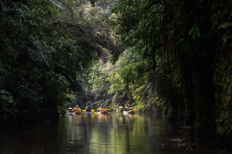 Lake Karapiro: Evening Kayak Glowworm Tour - Who Should Consider This Tour?