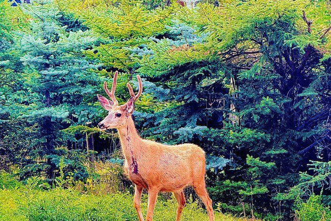 Lake Louise and Moraine Lake Exclusive Evening Private Tour - Who Will Love This Tour?