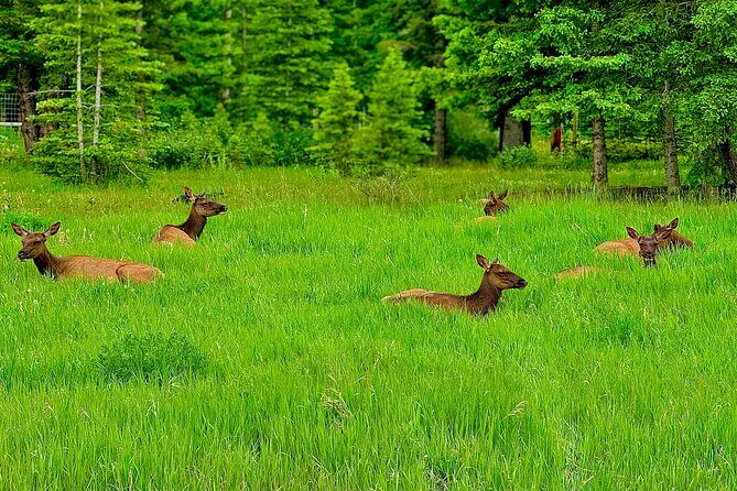 Lake Louise and Moraine Lake Exclusive Evening Private Tour - FAQs