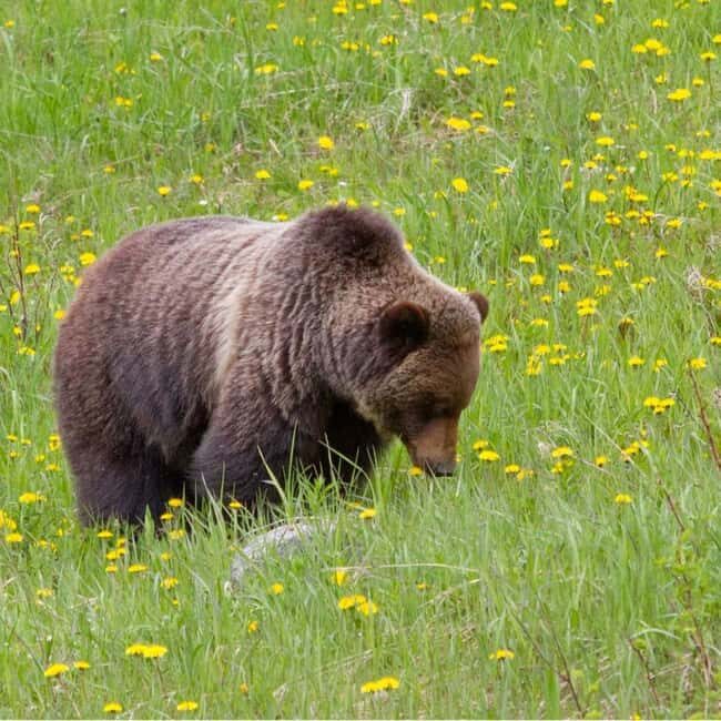 Lake Louise, Banff Gondola, & Yoho National Park 2 Day Tour - FAQ
