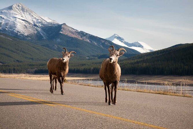 Lake Louise Moraine Lake Icefield Parkway Full Day Private Tour - Transportation and Timing