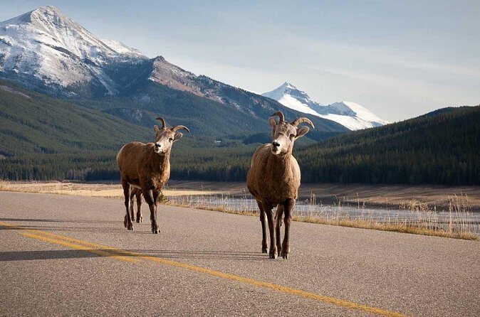 Lake Louise Moraine Lake Icefield Parkway Full Day Private Tour - Final Words