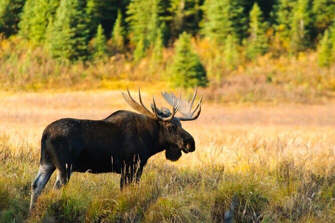 Lake Louise & Moraine Self-Guided Driving Audio Tour - Practical Considerations