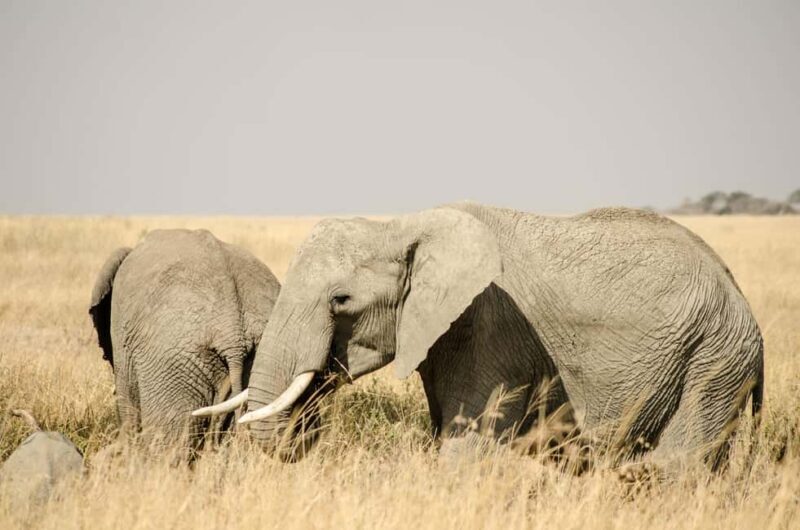 Lake Manyara: 3-Day Safari - Key Points