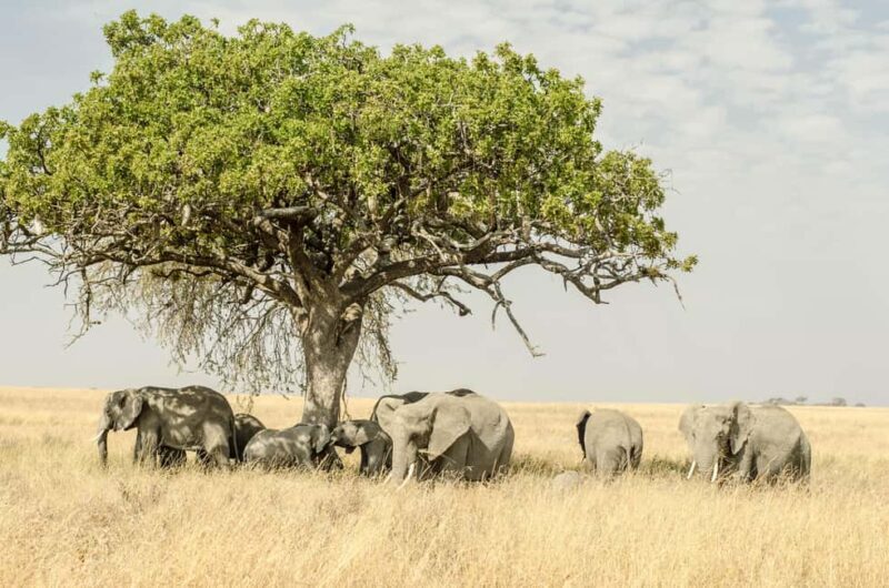 Lake Manyara: 3-Day Safari - Who Will Enjoy This Safari?