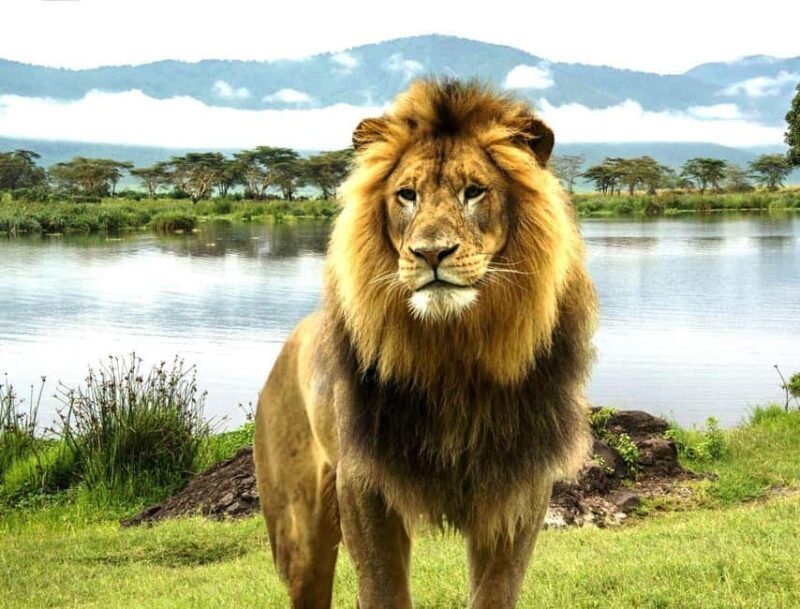 Lake Manyara: Day Trip Safari with Bird Watching - Final Thoughts