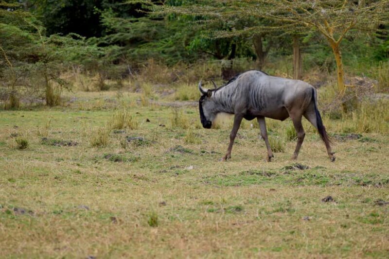 Lake Manyara Day Trip:Canoeing, Treetop Walkway,& Game Drive - Key Points