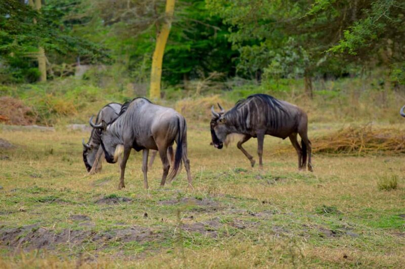 Lake Manyara Day Trip:Canoeing, Treetop Walkway,& Game Drive - An In-Depth Look at the Lake Manyara Day Trip