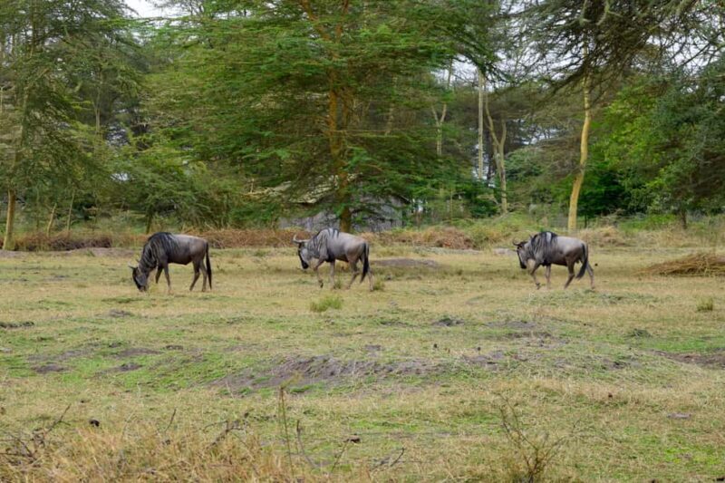Lake Manyara Day Trip:Canoeing, Treetop Walkway,& Game Drive - Frequently Asked Questions