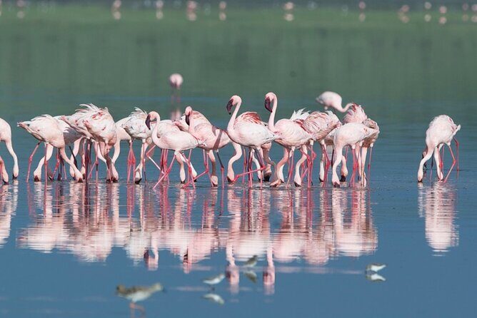 Lake Manyara Guided Day Tour from Arusha - Practical Aspects and Considerations