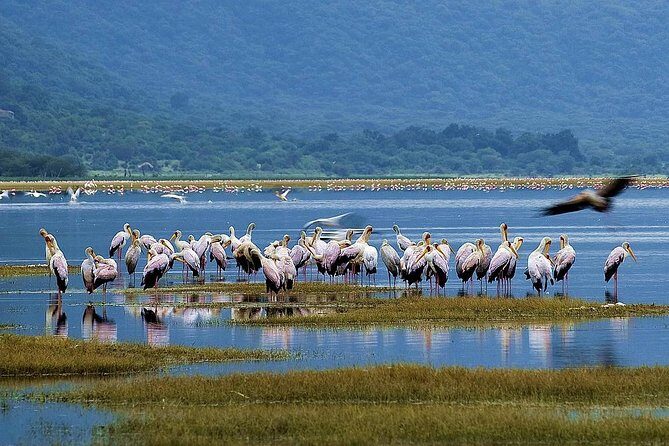 Lake Manyara Guided Day Tour from Arusha - The Sum Up