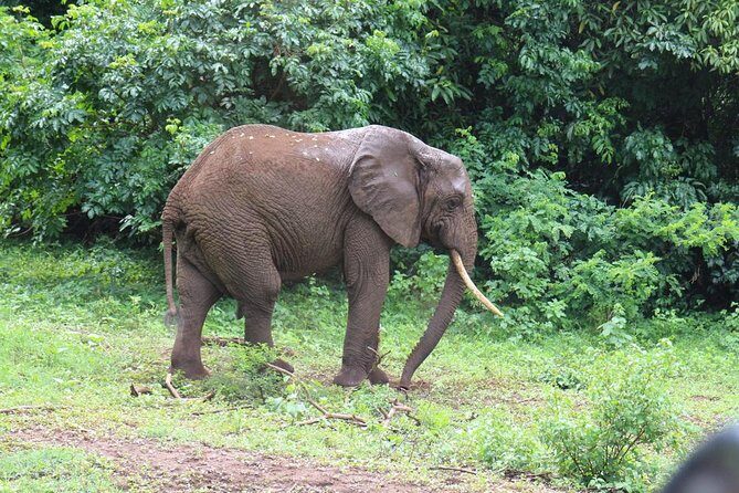 Lake Manyara Guided Day Tour from Arusha - FAQ