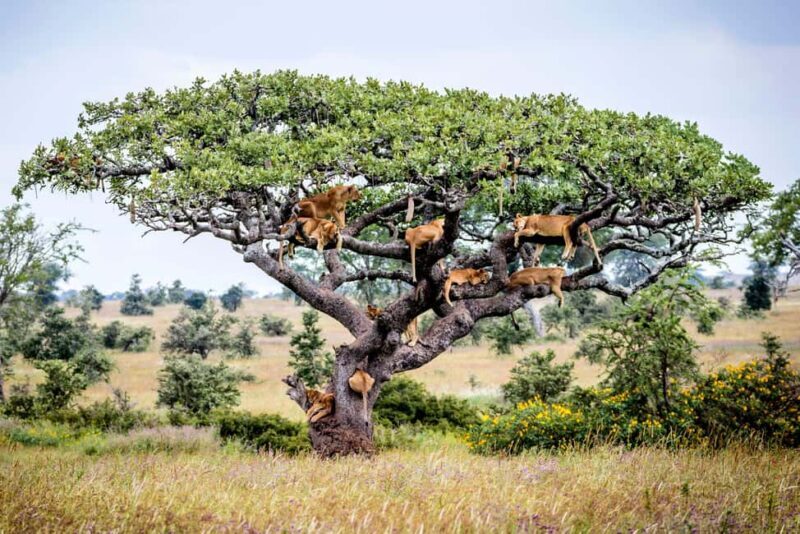 Lake Manyara National Park Day Trip - An In-Depth Look at the Lake Manyara Day Trip