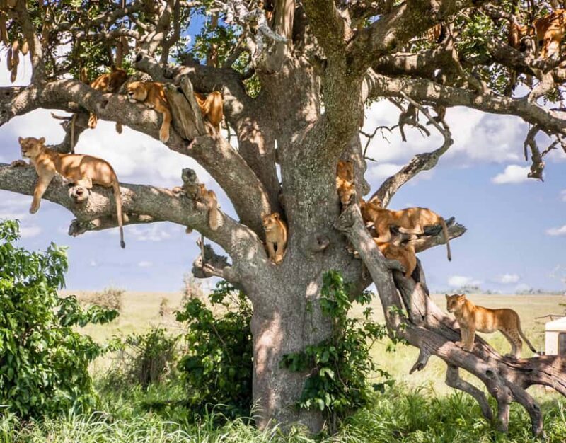 Lake Manyara National Park Day Trip Tour - The Full Experience: What to Expect on Your Lake Manyara Day Trip