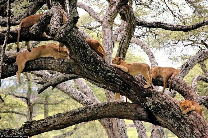 Lake Manyara National Park Full-Day Tour from Arusha - An In-Depth Look at the Lake Manyara Tour