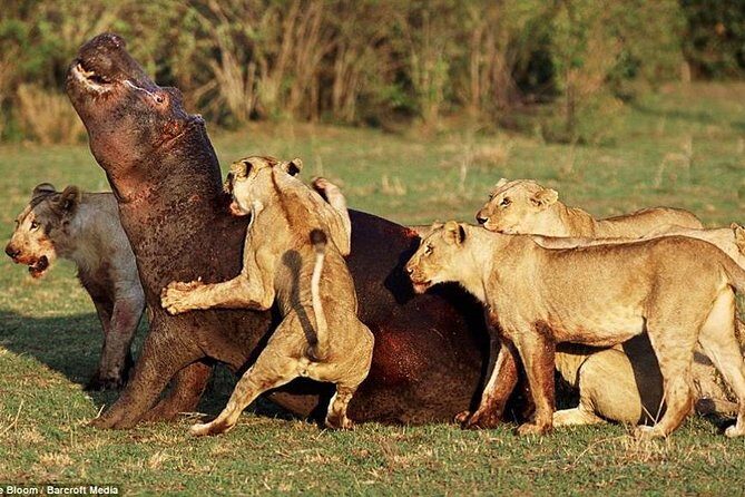 Lake Manyara National Park Full-Day Tour from Arusha - FAQ