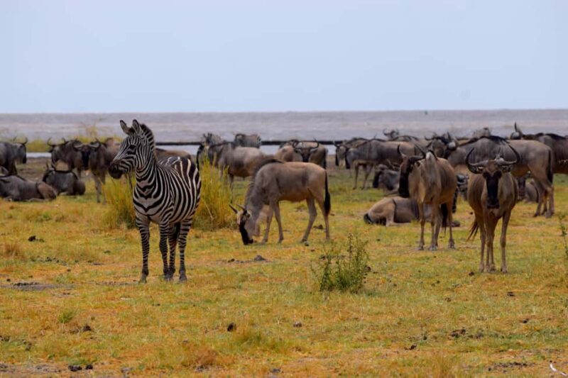 Lake Manyara Overnight Trip with Canoeing & Treetop Walkway - The Itinerary Breakdown