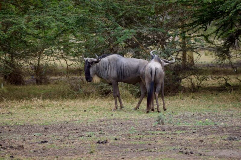 Lake Manyara Overnight Trip with Canoeing & Treetop Walkway - Who Would Love This Tour?