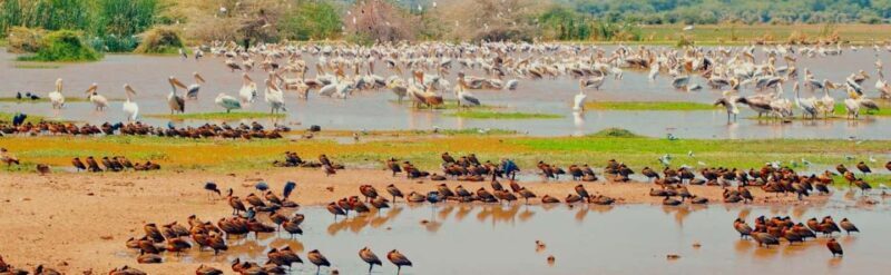 Lake Manyara: The best of Day Trip from Arusha - An In-Depth Look at the Lake Manyara Day Trip