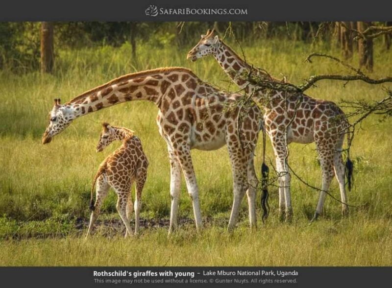 Lake Mburo National Park: Guided 3-Day Wildlife Safari - Key Points
