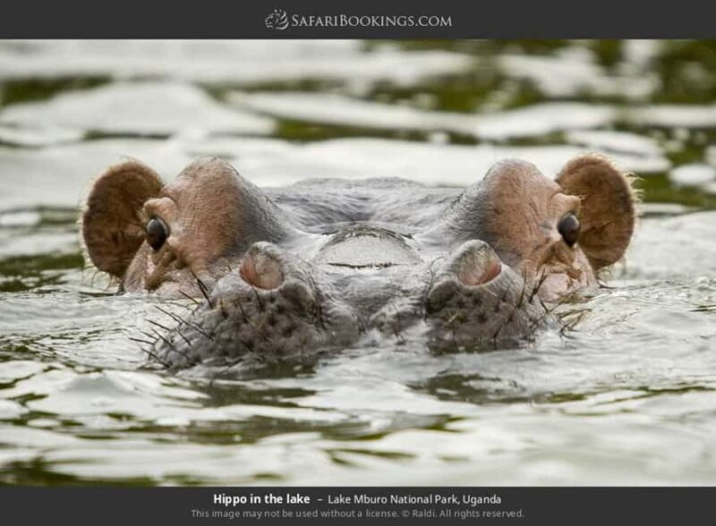 Lake Mburo National Park: Guided 3-Day Wildlife Safari - Exploring the Itinerary in Detail