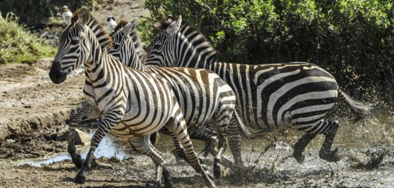 Lake Mburo National Park: Guided 3-Day Wildlife Safari - What We Think: Who Will Love This Safari?