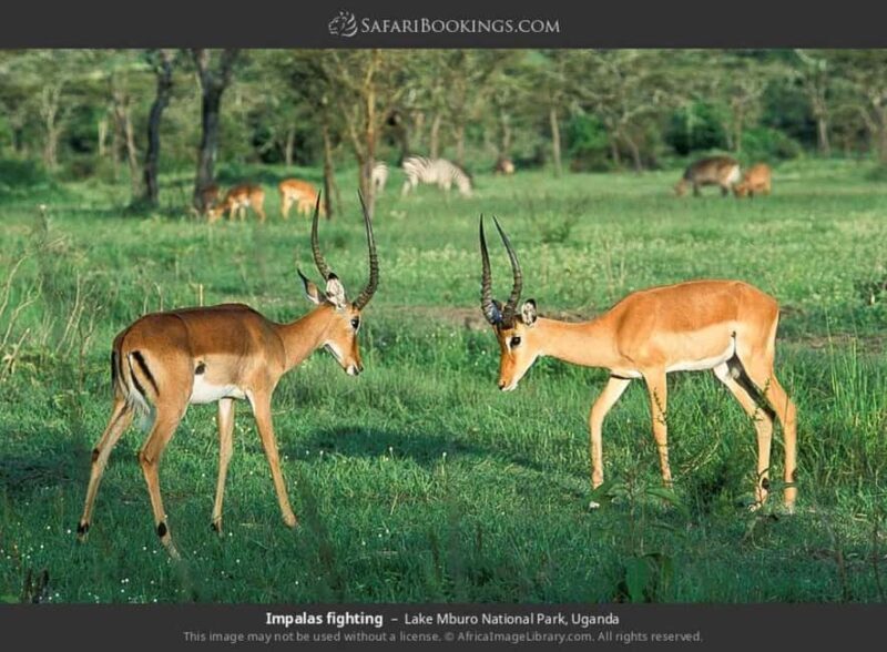 Lake Mburo National Park: Guided 3-Day Wildlife Safari - Final Thoughts