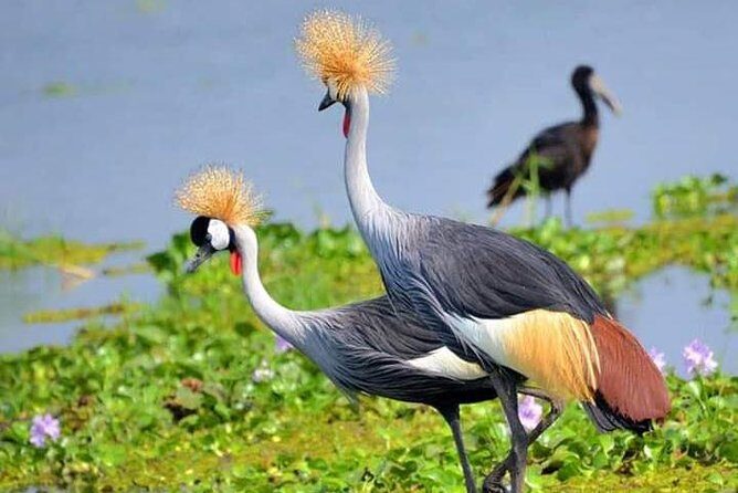 Lake Naivasha & Crescent island day trip. - Exploring the Itinerary: What to Expect on Your Day