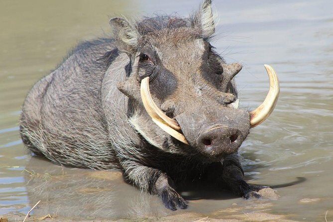 Lake Naivasha & Crescent island day trip. - Frequently Asked Questions