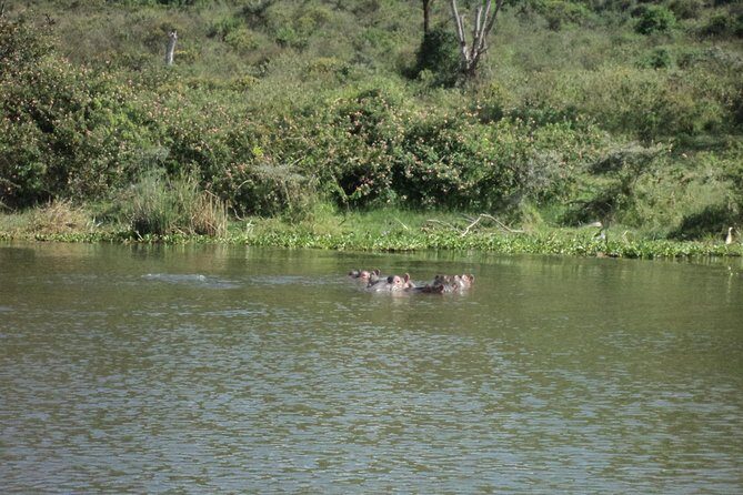 Lake Naivasha day tour including the crescent island - Final Thoughts