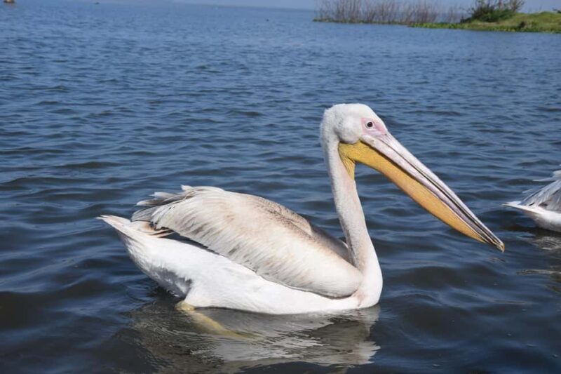 Lake Naivasha Tour: Kayak, Bike & Hike Through Hell's Gate! - The Value Proposition